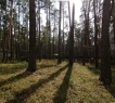 <strong>      <em>В продаже эксклюзивный участок, площадью 1.91 га, расположенный в самом сердце соснового леса, в пешей доступности от набережной реки Волга!!!</em></strong><br /><br />      Местоположение: Лаишевский район Татарстана, дер.