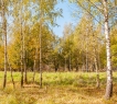Адрес: ул. Южный кв-л, дом 96, Поселок: город Голицыно, Площадь участка: 15 соток