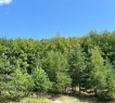 Участок угловой, хорошие подъездные пути с двух сторон.