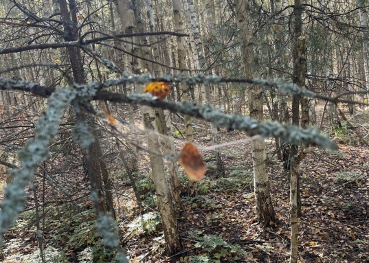 Дача около реки и в окружении соснового леса!