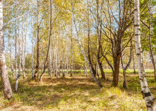 Это первый и самый важный шаг на пути к исполнению мечты.
