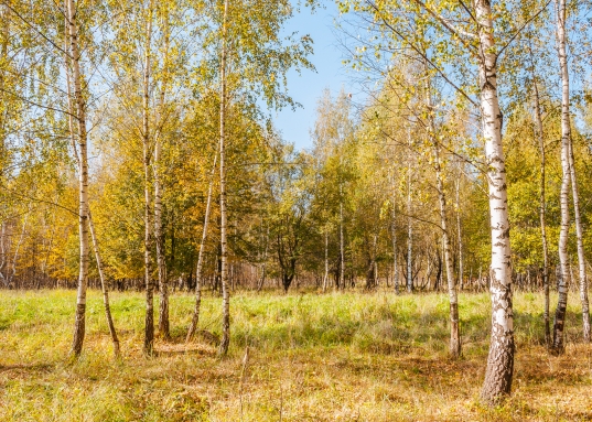 Адрес: ул. Южный кв-л, дом 96, Поселок: город Голицыно, Площадь участка: 15 соток