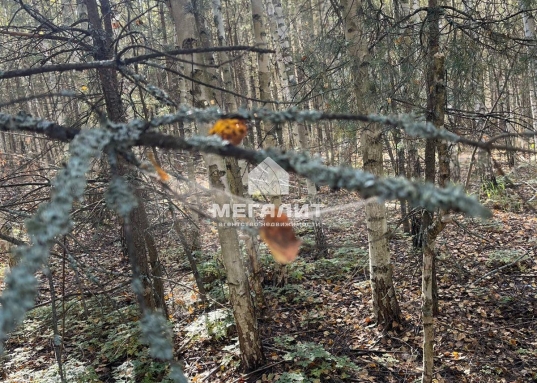 Дача около реки и в окружении соснового леса!